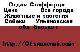 Отдам Стаффорда › Цена ­ 2 000 - Все города Животные и растения » Собаки   . Ульяновская обл.,Барыш г.